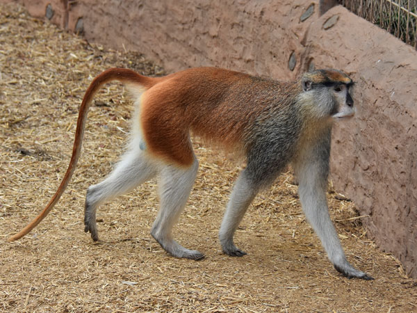 Imágen del mono patas